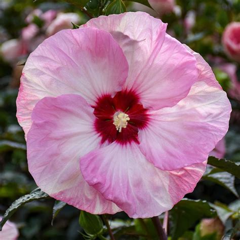 Collection de variétés d'Hibiscus moscheutos aux couleurs variées : blanc, rose, rouge, bicolore