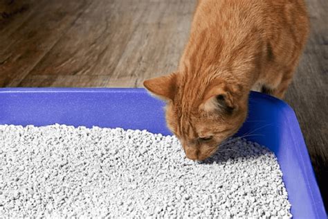 Animal se reposant sur une litière propre et sèche