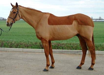 cheval tondu