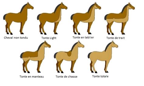 tableau comparatif types de tonte cheval