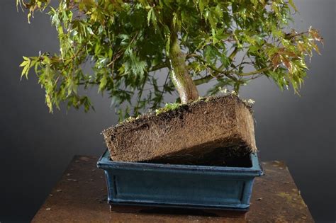 Baguettes de rempotage pour bonsaï