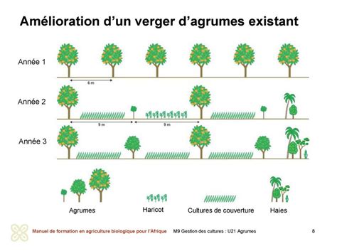 Schéma comparatif de la conversion d'un verger existant et de l'implantation d'un nouveau verger bio