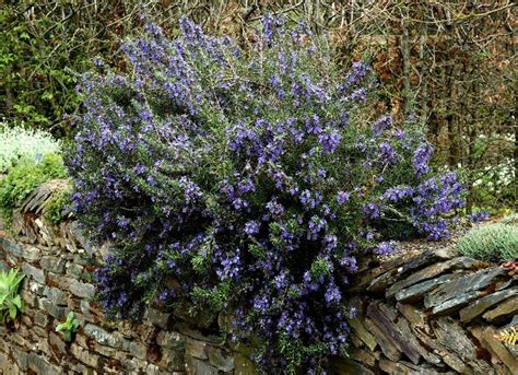 Plante de romarin en fleurs dans un jardin