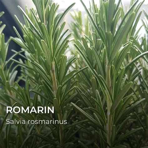 Diverses variétés de romarin avec leurs caractéristiques