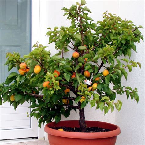 abricotier en pot sur une terrasse ensoleillée