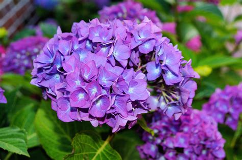 Inflorescence d'un hortensia violet intense