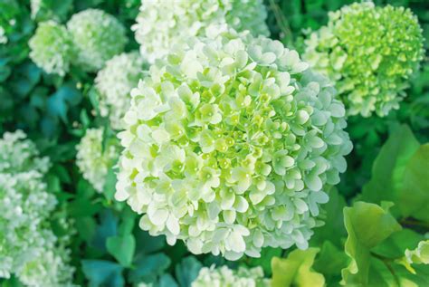Feuillage vert foncé d'un hortensia contrastant avec ses fleurs violettes