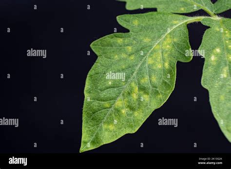 Feuilles d'arbre fruitier montrant des taches jaunes caractéristiques d'une attaque d'acariens