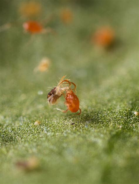 Image montrant un acarien prédateur (comme Phytoseiulus persimilis) se nourrissant d'un acarien nuisible