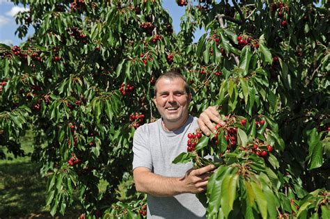 Récolte de cerises dans le Rhône