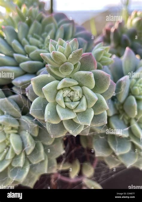 Rosette d'Echeveria prolifica avec des bébés plantes