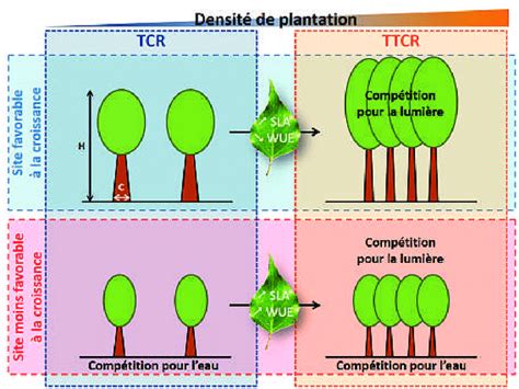 Diagramme comparant la densité de plantation des vergers de pommiers anciens et modernes