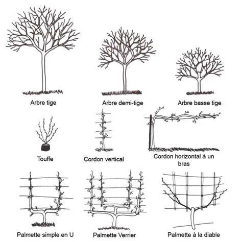 Schéma illustrant les différentes formes de taille du pommier : sphérique, conique, palmette