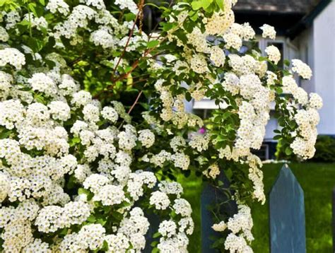 Différentes variétés d'arbustes à fleurs blanches