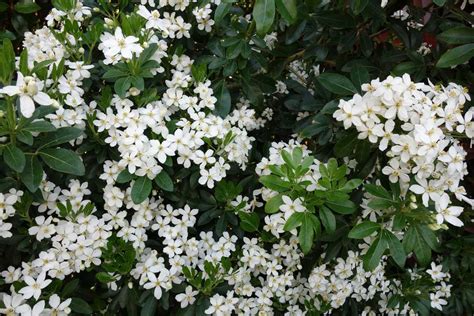 Arbuste à fleurs blanches utilisé comme brise-vue