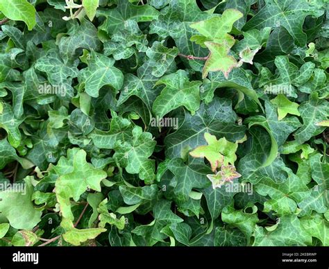Gros plan sur les feuilles d'Hedera helix