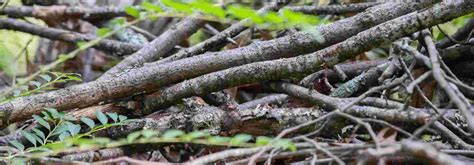 Diverses tailles de branches de bois