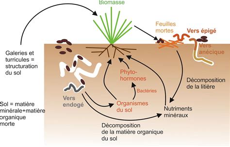 Schéma montrant l'action des vers de terre et des champignons dans le sol avec du broyat