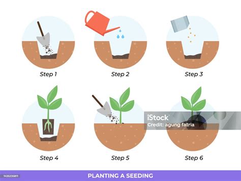 Étapes visuelles du semis et du repiquage des plants de tomates
