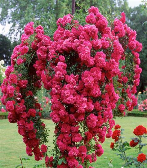 Rosier pleureur 'Excelsa' en pleine floraison