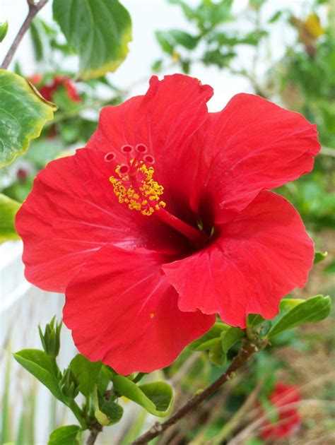 Fleurs d'hibiscus rouges vibrantes