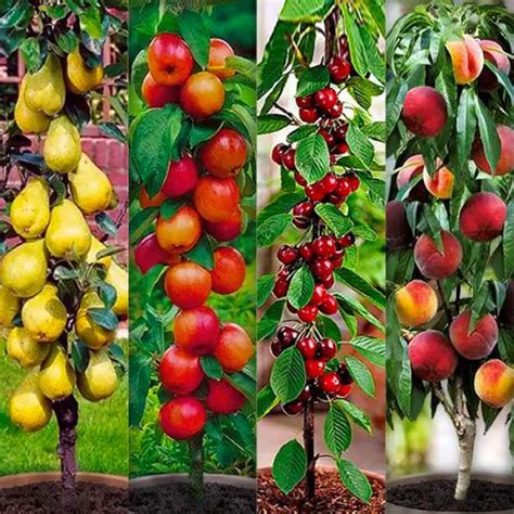 Gamme d'arbres fruitiers colonnaires dans une jardinerie