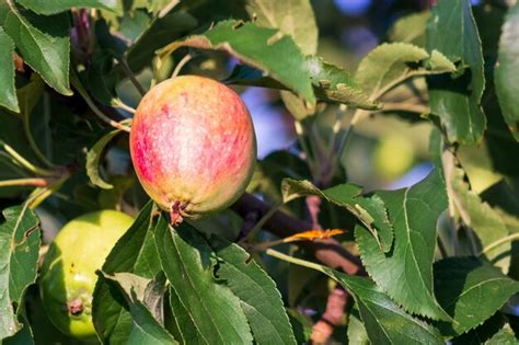 Gros plan sur une pomme mûre sur un arbre colonnaire