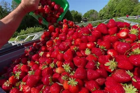 Champ de fraises en Meuse