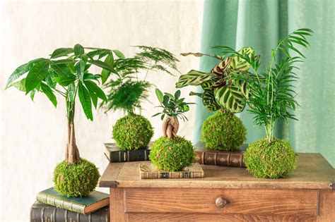 Mousses végétales et terreau pour kokedama