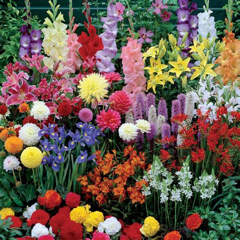 Massif de fleurs à bulbes printaniers