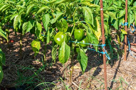 Schéma de tuteurage d'un plant de poivron