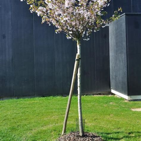 Jeune arbre fruitier avec un tuteur