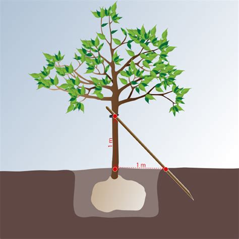 Schéma d'installation d'un tuteur simple