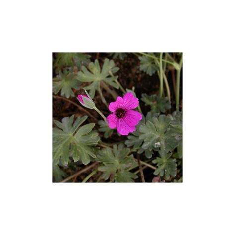 Géranium cendré en fleur