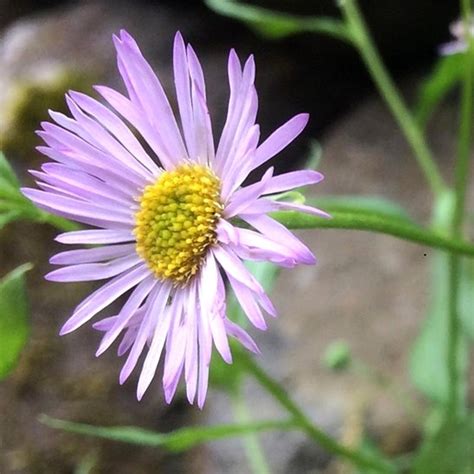 Erigeron karvinskianus en fleur sur un muret
