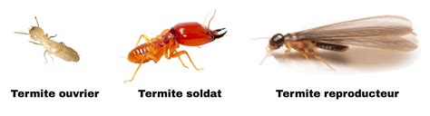 Différentes castes de termites : ouvrier, soldat, reproducteur ailé