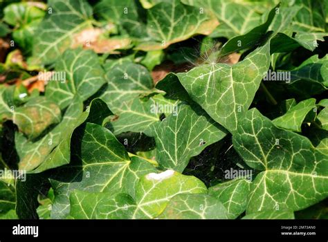 Gros plan sur des feuilles de lierre panaché