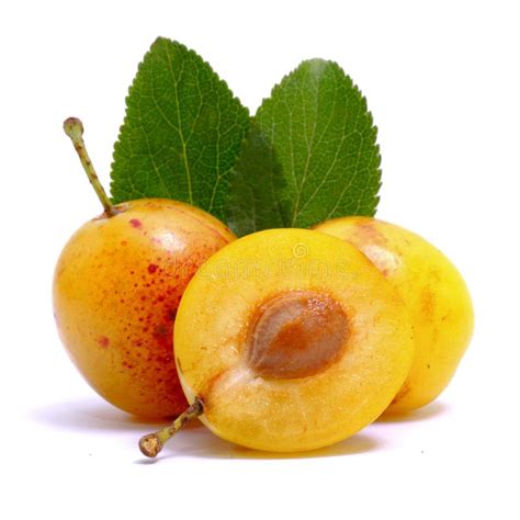 Grappe de mirabelles jaunes