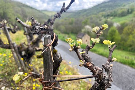 Vigne au printemps avec des signes de gel