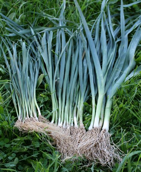 Jeune plant de poireau