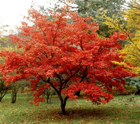 un érable du Japon aux couleurs flamboyantes en automne