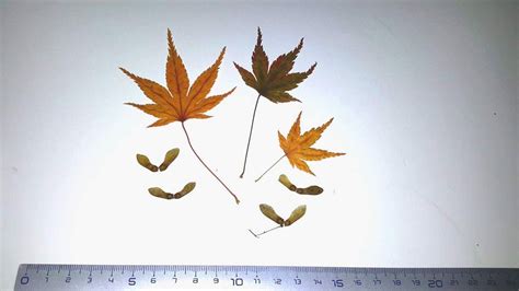 diagramme comparant les lobes de feuilles d'Acer palmatum et Acer japonicum
