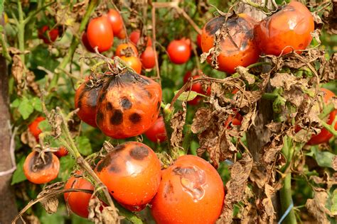 Tomatoes affected by humidity