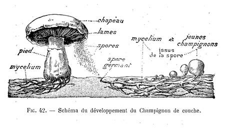Schéma d'un champignon de pelouse