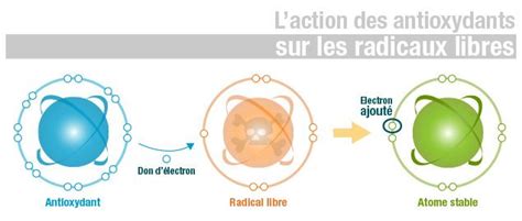 Schéma illustrant l'action des antioxydants sur les radicaux libres dans la peau