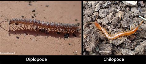 Diagramme comparant Chilopodes et Diplopodes