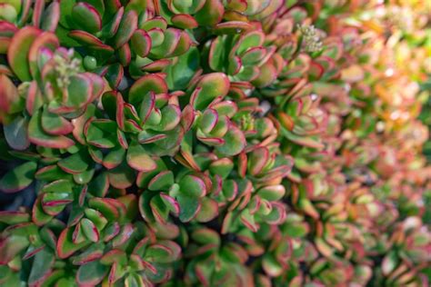 Feuilles charnues vertes de Crassula ovata avec des bords rouges