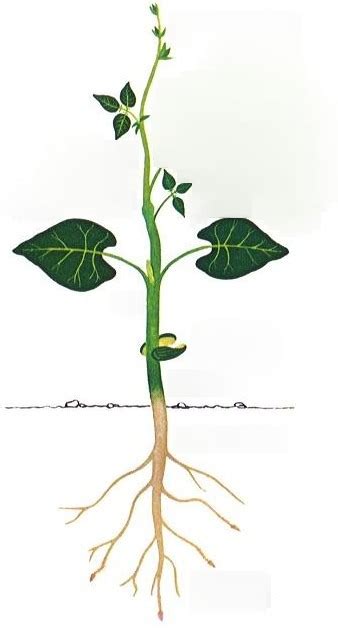Schéma de plantation d'une plante grimpante