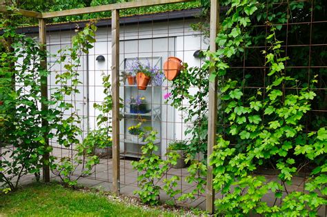 Panneau de grillage rigide avec une plante grimpante