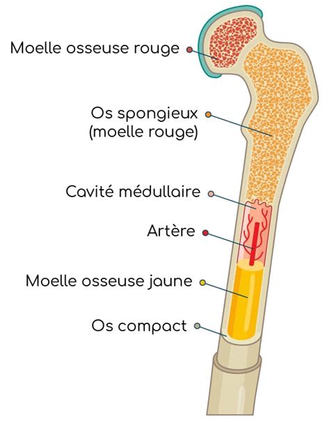 Représentation schématique de la moelle osseuse